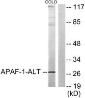 Apaf-1-ALT Polyclonal Antibody