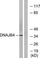 DnaJB4 Polyclonal Antibody