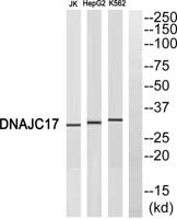 DnaJC17 Polyclonal Antibody