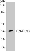 DnaJC17 Polyclonal Antibody