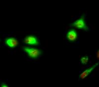 APC Polyclonal Antibody