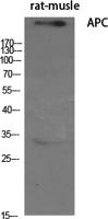 APC Polyclonal Antibody
