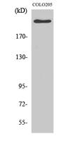 APC Polyclonal Antibody