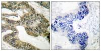 APC Polyclonal Antibody