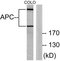 APC Polyclonal Antibody