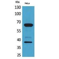 DNAM-1 Polyclonal Antibody