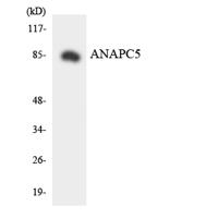 APC5 Polyclonal Antibody