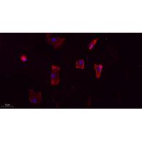 Apelin Polyclonal Antibody