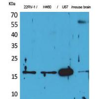 Apelin Polyclonal Antibody