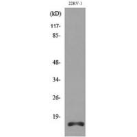 Apelin Polyclonal Antibody