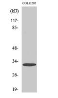 APHC Polyclonal Antibody