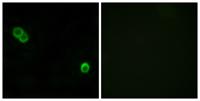 APHC Polyclonal Antibody
