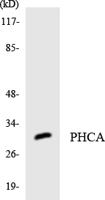 APHC Polyclonal Antibody