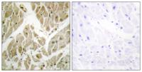 API5 Polyclonal Antibody