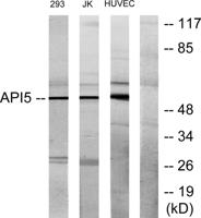 API5 Polyclonal Antibody