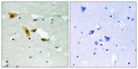 APLF Polyclonal Antibody