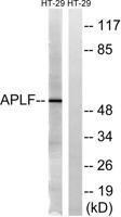 APLF Polyclonal Antibody