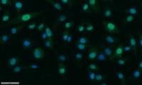 DNA-PKCS Polyclonal Antibody