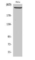 DNA-PKCS Polyclonal Antibody