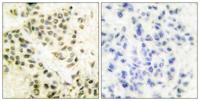 DNA-PKCS Polyclonal Antibody