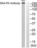 DNA-PKCS Polyclonal Antibody
