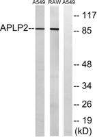 APLP-2 Polyclonal Antibody