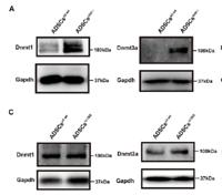 DNM3A Polyclonal Antibody