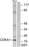 DOC-1 Polyclonal Antibody