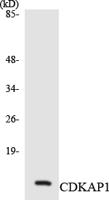 DOC-1 Polyclonal Antibody