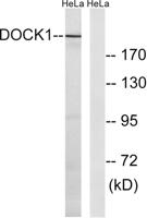 DOCK 180 Polyclonal Antibody