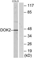 Dok-2 Polyclonal Antibody