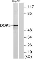 Dok-3 Polyclonal Antibody