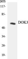 Dok-3 Polyclonal Antibody