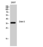 Dok-5 Polyclonal Antibody