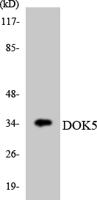 Dok-5 Polyclonal Antibody