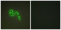 Dok-6 Polyclonal Antibody