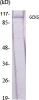 GCN5 Polyclonal Antibody