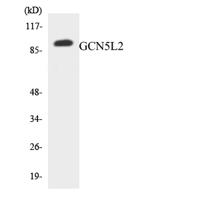 GCN5 Polyclonal Antibody