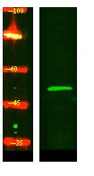 GCNT4 Polyclonal Antibody