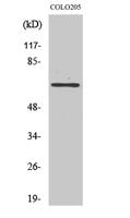 GCP4 Polyclonal Antibody
