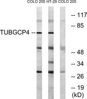 GCP4 Polyclonal Antibody