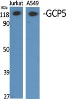 GCP5 Polyclonal Antibody