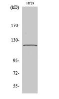 GCP5 Polyclonal Antibody