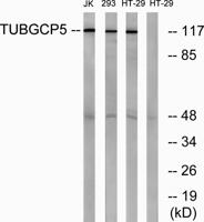 GCP5 Polyclonal Antibody
