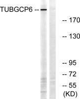 GCP6 Polyclonal Antibody