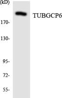 GCP6 Polyclonal Antibody