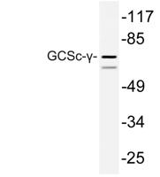 GCSc-γ Polyclonal Antibody
