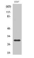 GCSm-γ Polyclonal Antibody