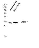 GCSm-γ Polyclonal Antibody