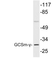 GCSm-γ Polyclonal Antibody